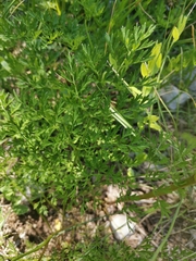 Cnidium silaifolium