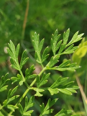 Cnidium silaifolium