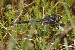 Phanogomphus descriptus