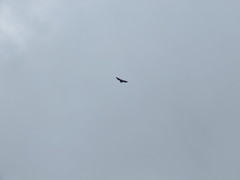 Pteropus melanopogon