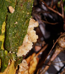 Marasmiellus affixus