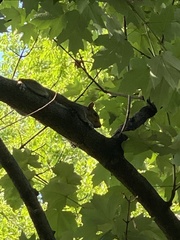 Sciurus carolinensis