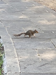 Sciurus carolinensis