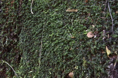 Hymenophyllum wilsonii