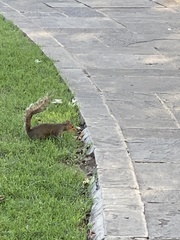 Sciurus carolinensis