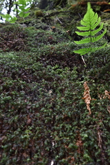 Hymenophyllum wilsonii