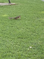 Sciurus carolinensis