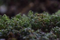 Hymenophyllum wilsonii