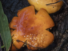 Cortinarius sinapicolor