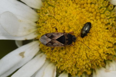 Trapezonotus ullrichi
