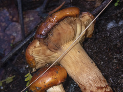 Cortinarius sinapicolor
