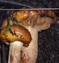 Cortinarius sinapicolor