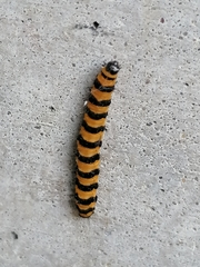 Tyria jacobaeae
