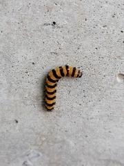Tyria jacobaeae