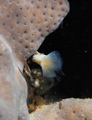 Aplidium brevilarvacium