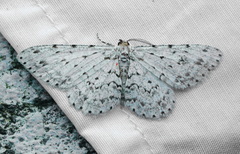 Hymenomima umbelularia