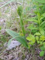 Platanthera lacera