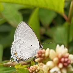Sinthusa chandrana