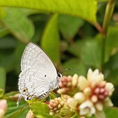 Sinthusa chandrana