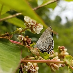 Sinthusa chandrana
