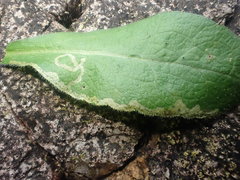 Phytomyza solidaginis