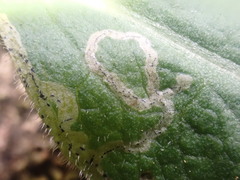 Phytomyza solidaginis