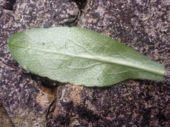 Phytomyza solidaginis