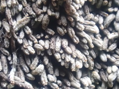 Bryochiton microscopicus