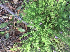 Prostanthera cryptandroides
