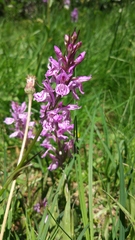 Dactylorhiza elata