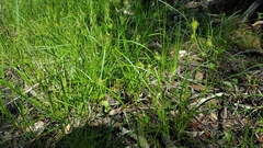Carex cryptolepis