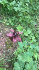 Aquilegia atrovinosa