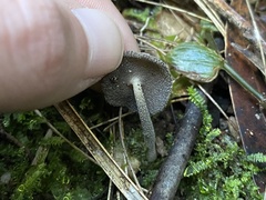 Helvella fibrosa