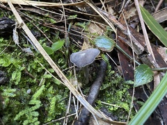 Helvella fibrosa