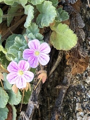 Erodium corsicum