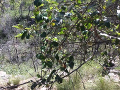 Petalostigma pubescens