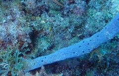 Callyspongia tenerrima