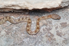 Telescopus fallax pallidus