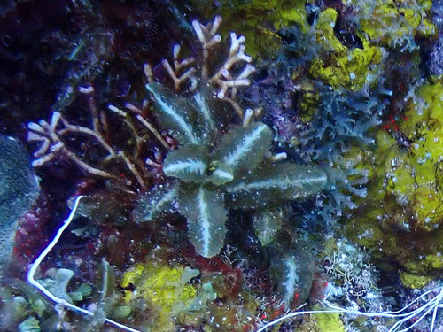 Sargassum hystrix observed 2022-05-14