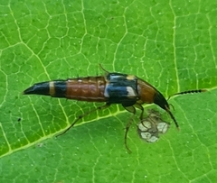 Lordithon lunulatus