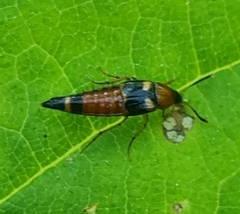 Lordithon lunulatus