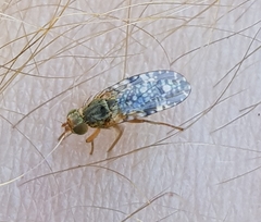 Tephritis vespertina