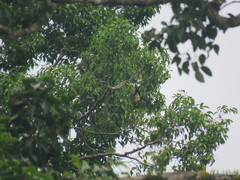 Pteropus melanopogon