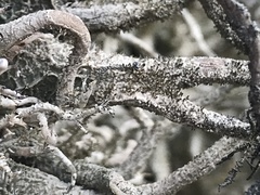 Lethariella intricata