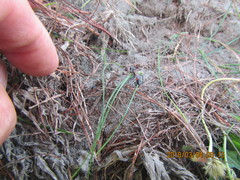 Podalonia tydei suspiciosa