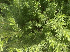 Tournefortia gnaphalodes