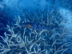 Lethrinus miniatus