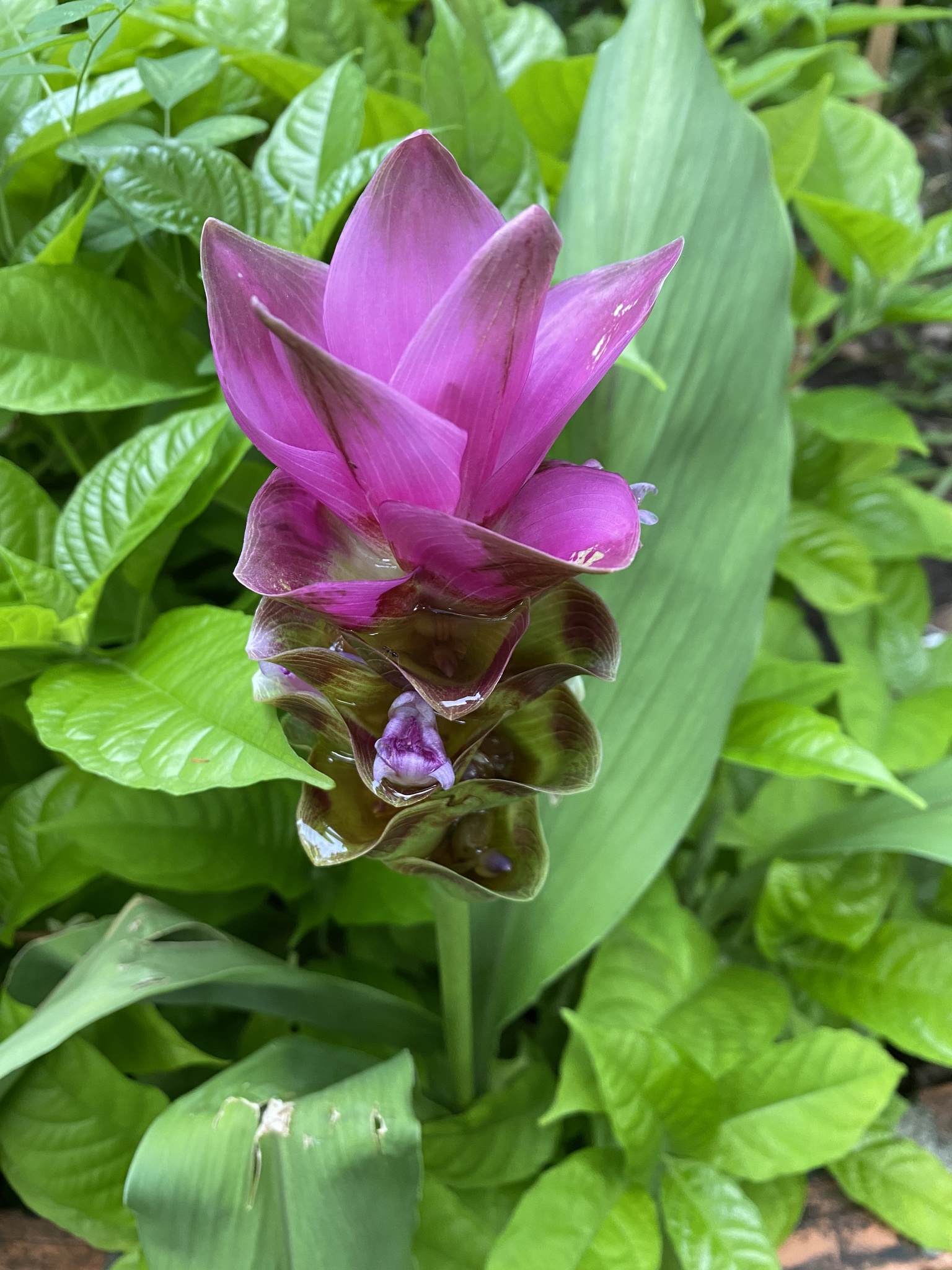 Imagem de Tulipa-do-siam
