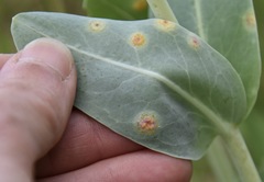 Puccinia andropogonis