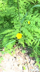 Papaver cambricum